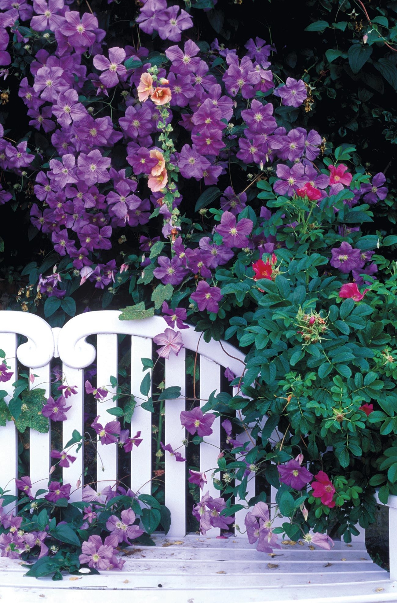 clematis 1