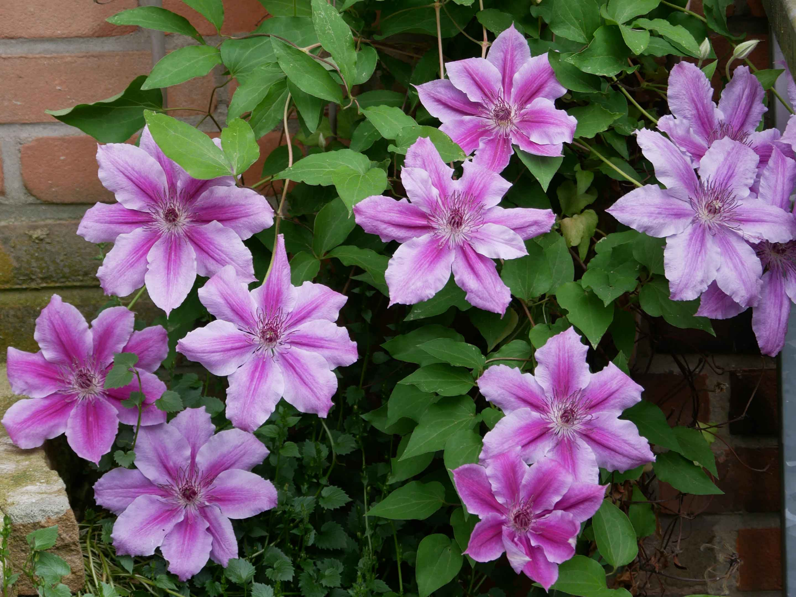 clematis