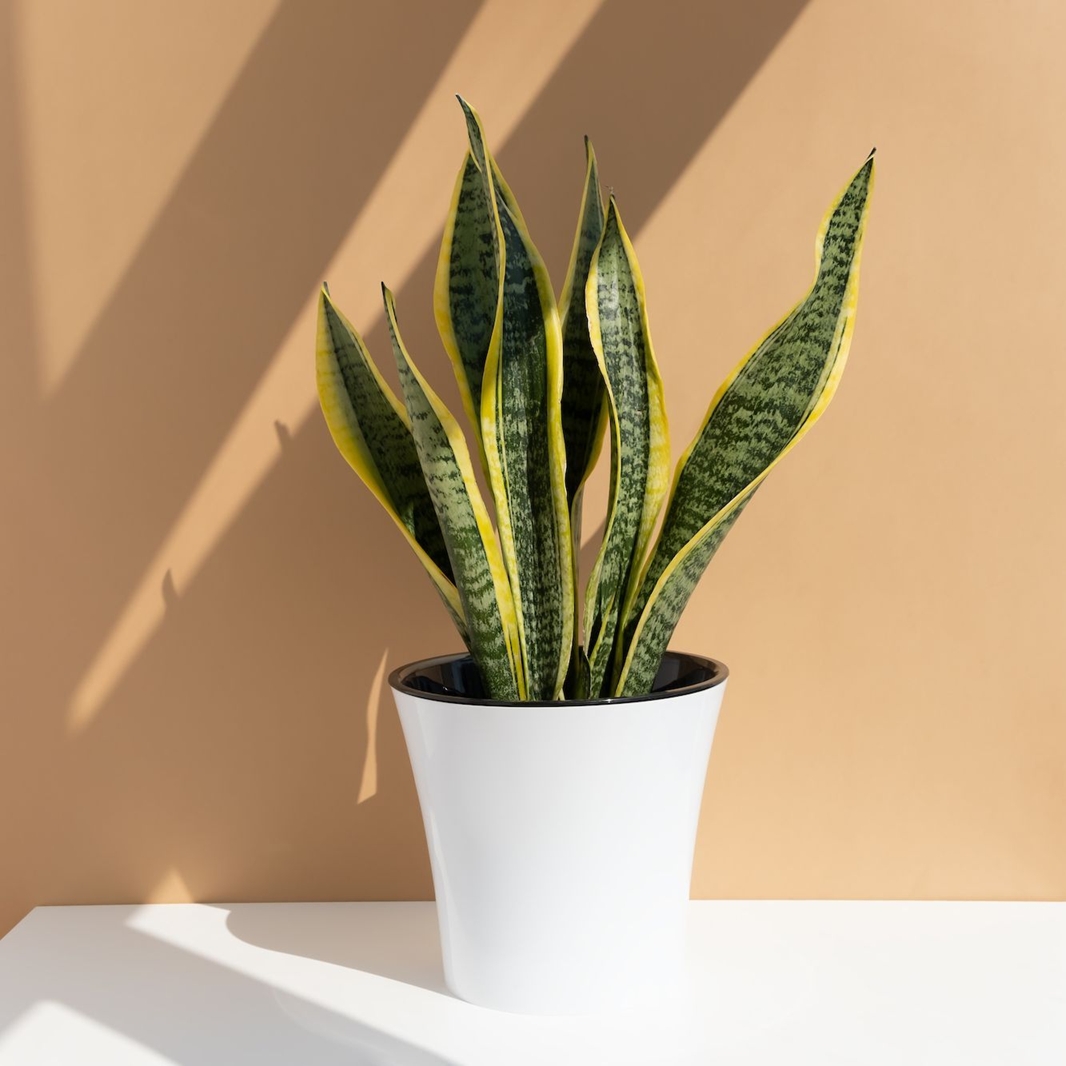 plantas reproduccion 2