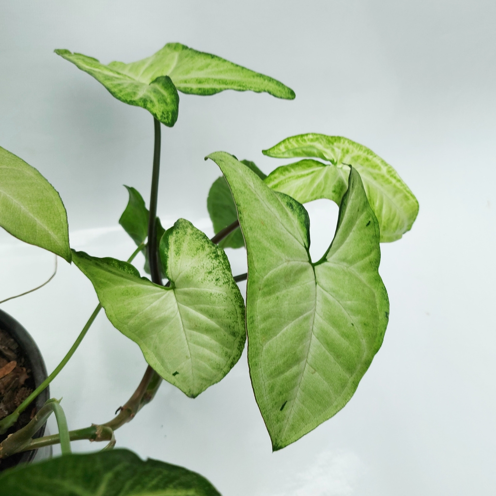plantas reproduccion 3