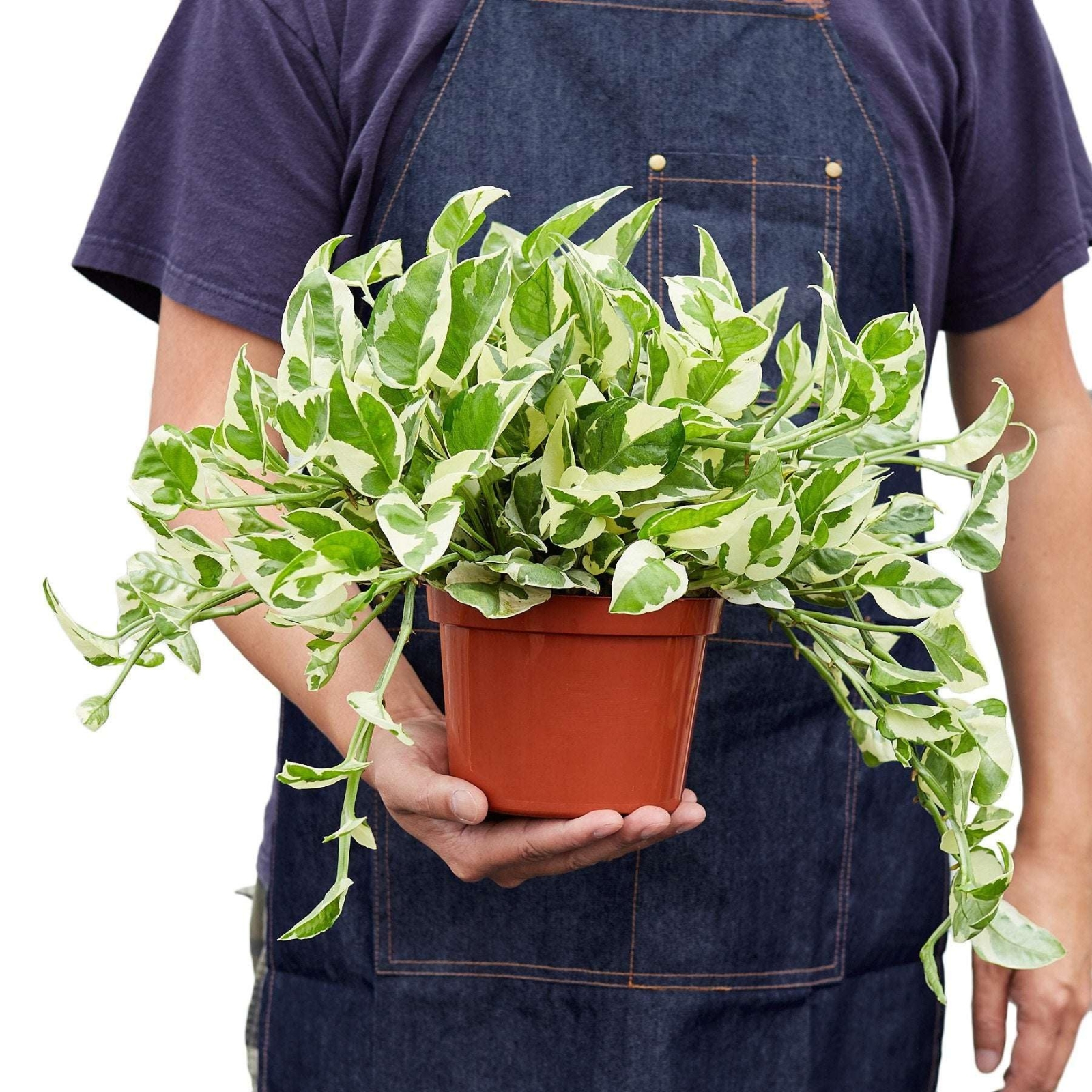 plantas reproduccion