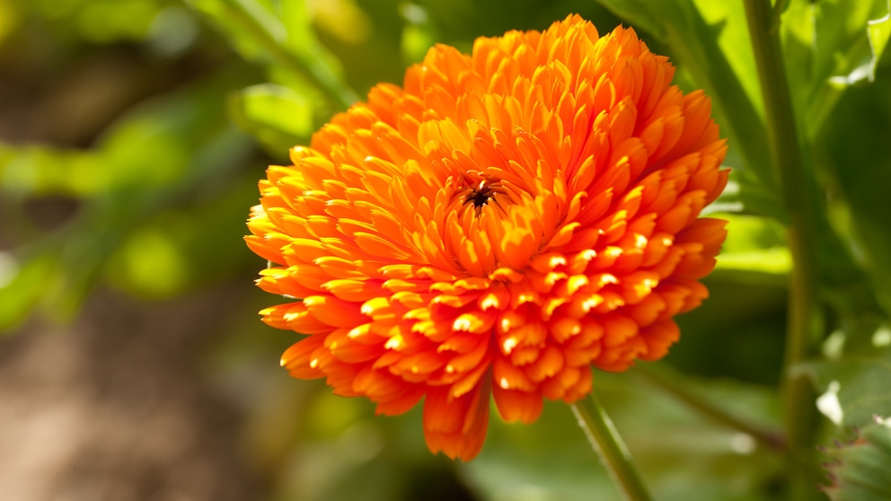 hd_calendula_profile