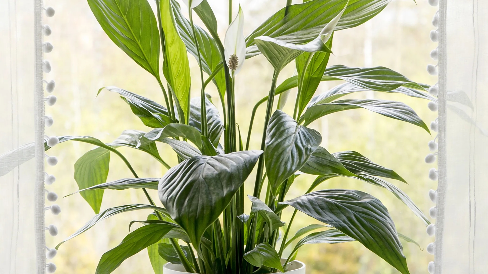 plantas abuelas 1