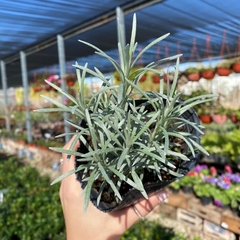 curry-m12-plantines-huerta-vivero-agronomia-2