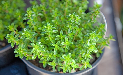 Thyme-closeup