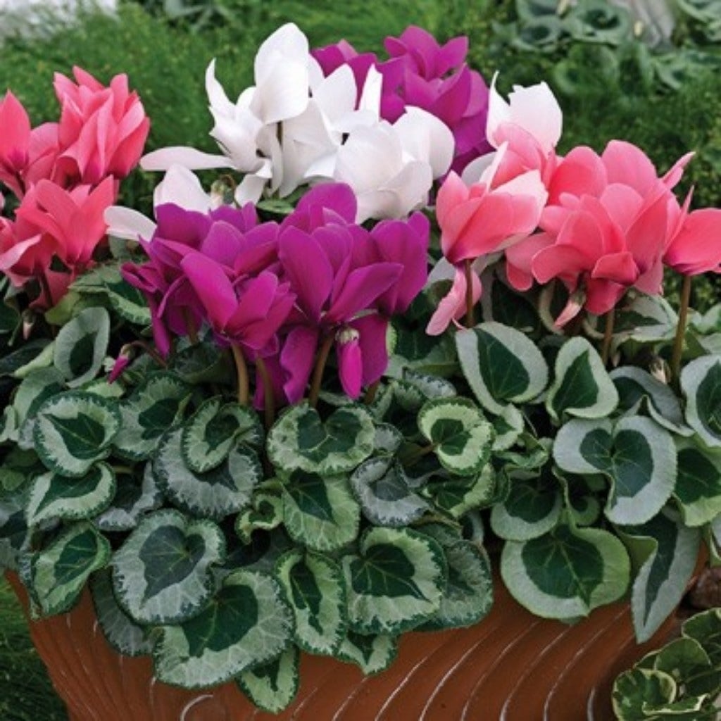 Plantas 1