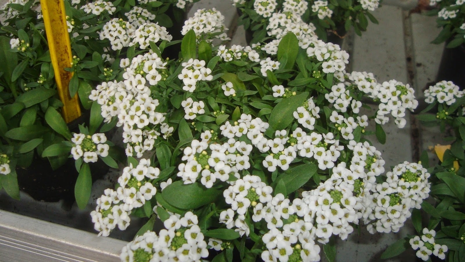 Plantas 2