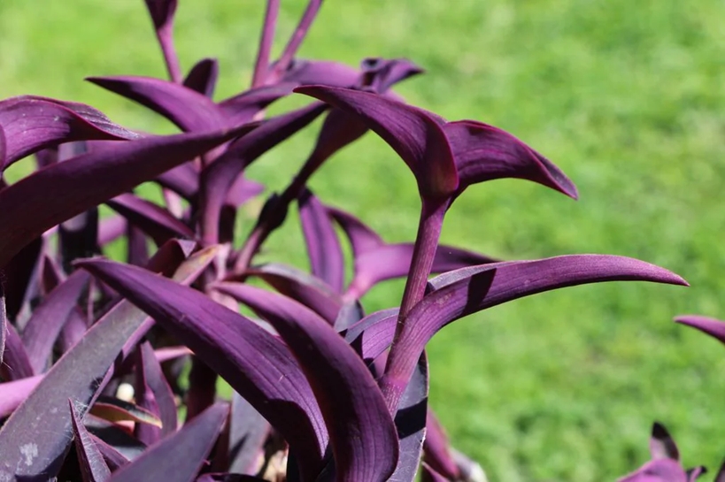 tradescantia 1