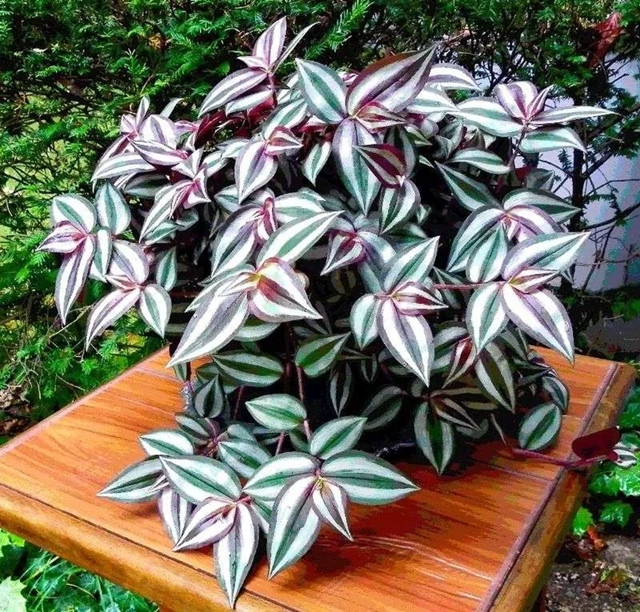 tradescantia 2