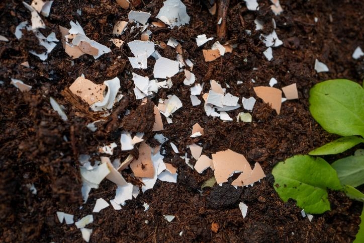 cascara_de_huevo_para_las_plantas_para_que_sirve_y_como_usarla_3127_orig