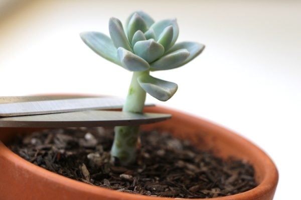 suculentas3