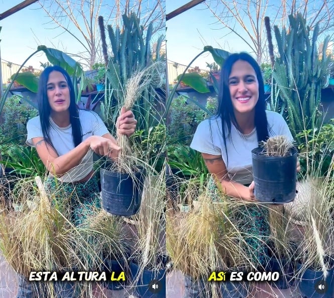 Plantas 4