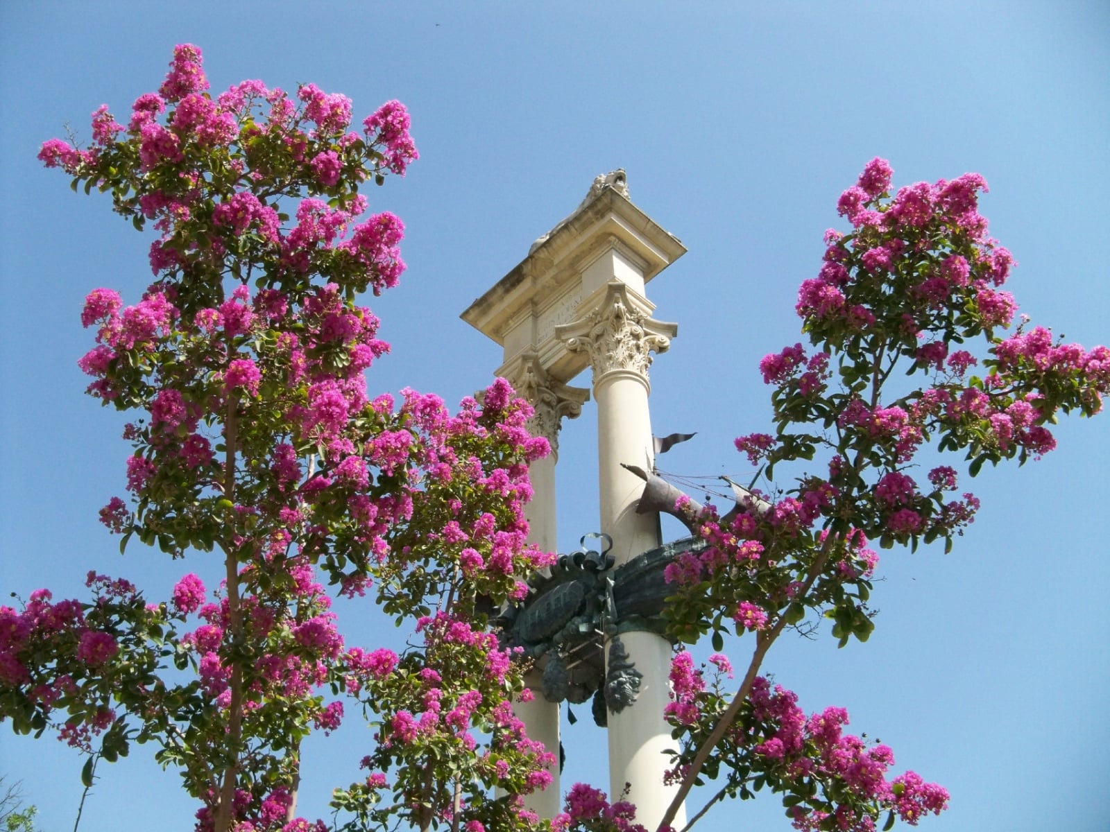 arbol de jupiter