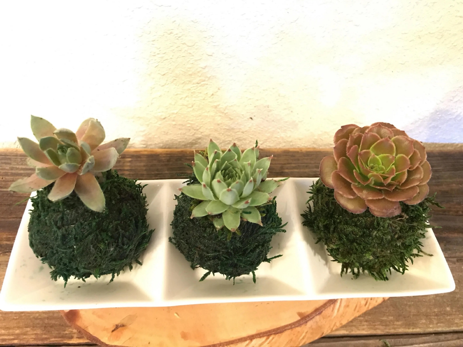 Kokedama
