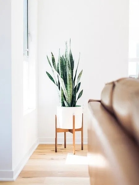 Planta 4