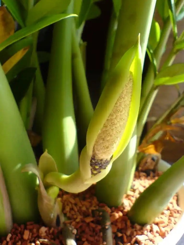 Planta p 2
