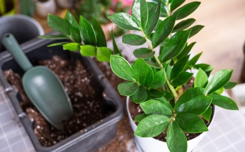 Planta p 3