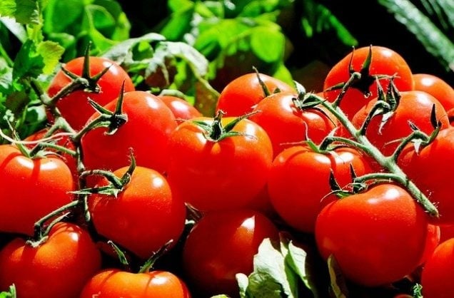 plantas 1 fuente jardinería