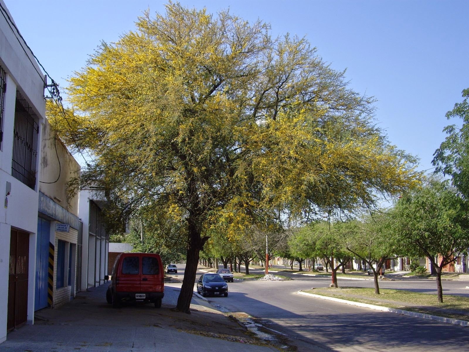 chañar