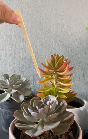 plantas3