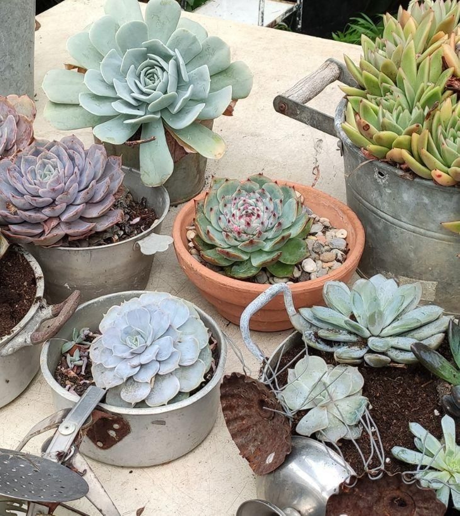 plantas2