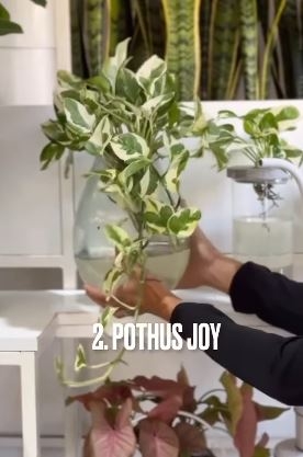 potuss2