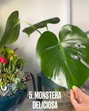 monstera5a5