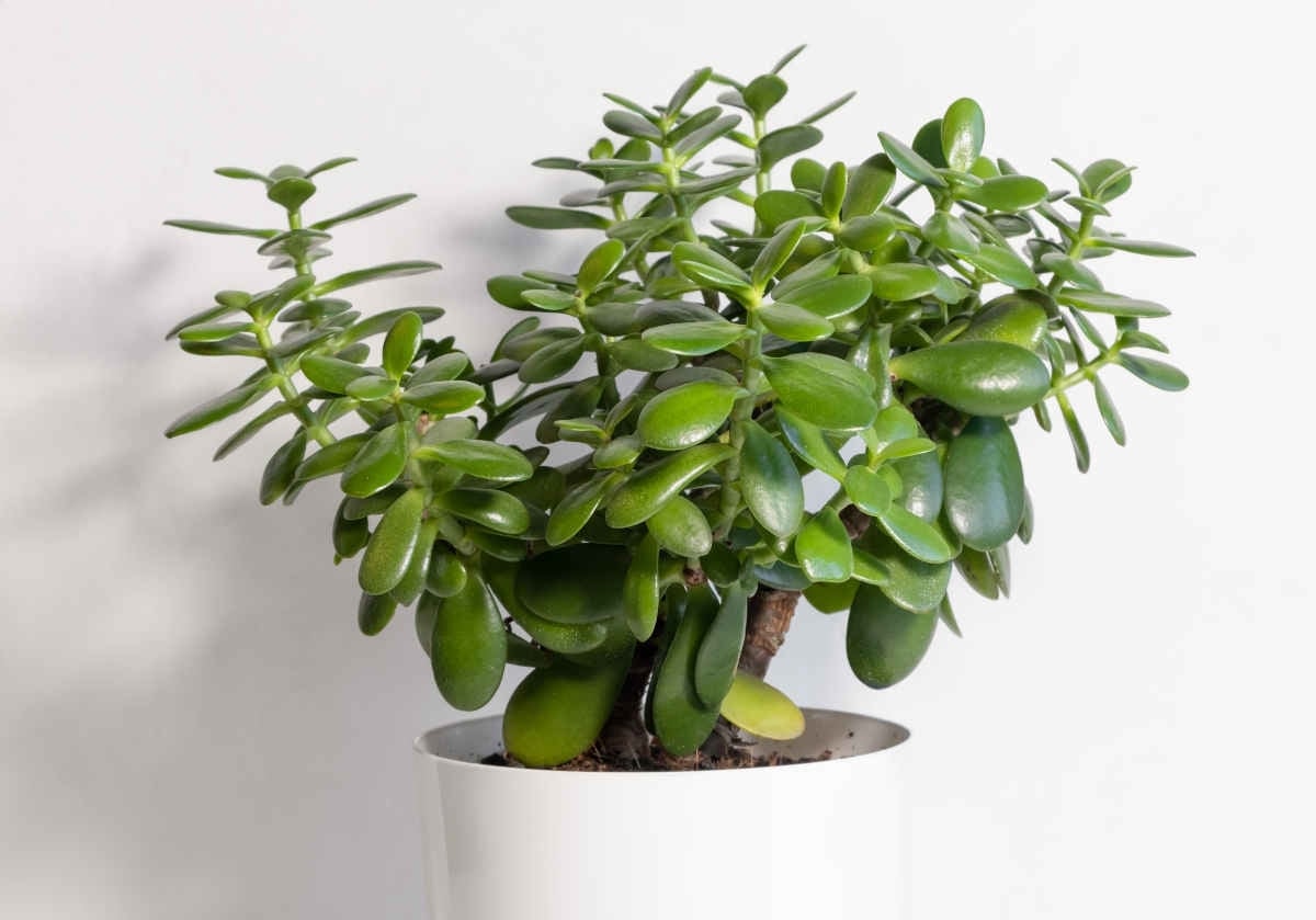 plantas