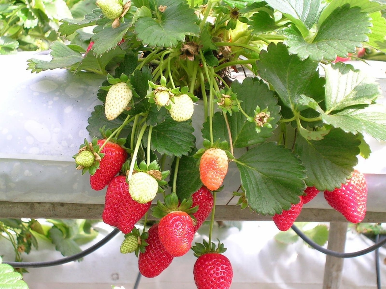 frutillas 1