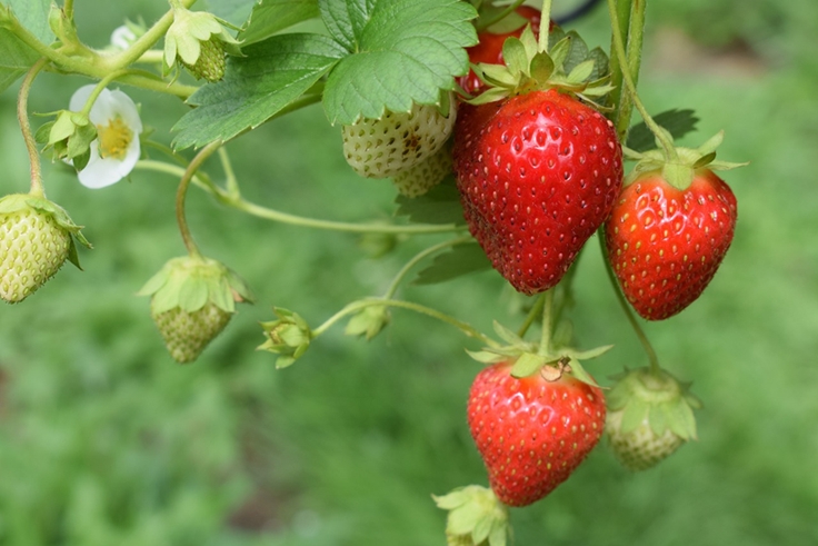 frutillas 3