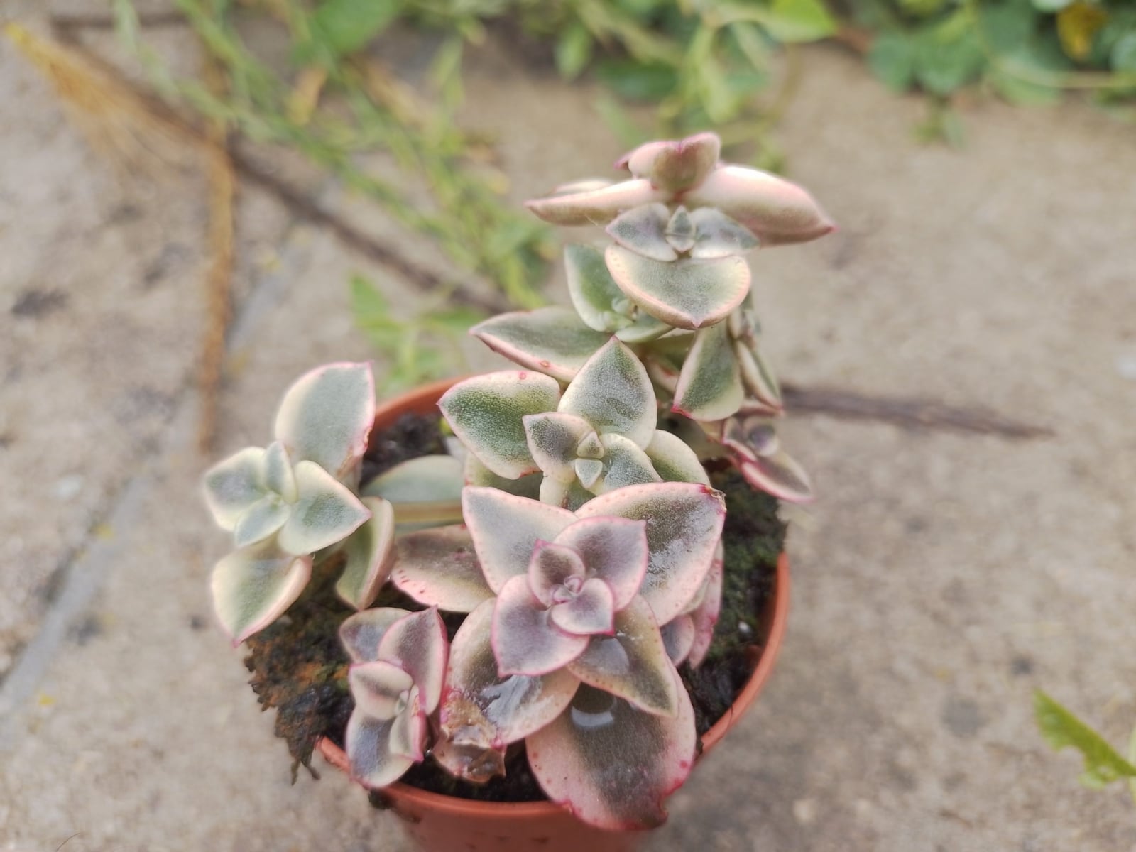 plantas 1 fuente annacactus
