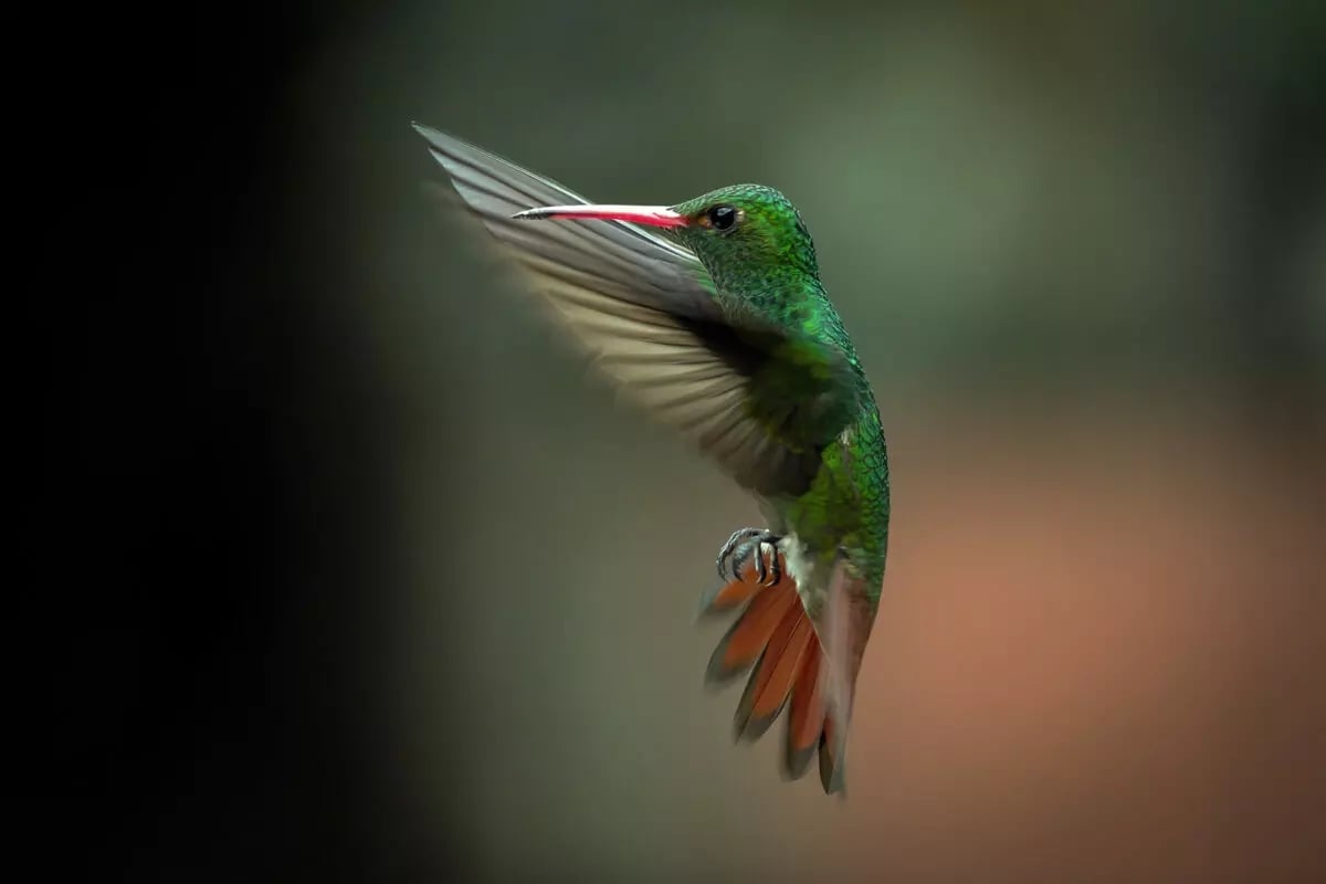 Rufous-tailed-Hummingbird-Amazilia-tzacatl--Jose-Ivan-Cano-0.jpg
