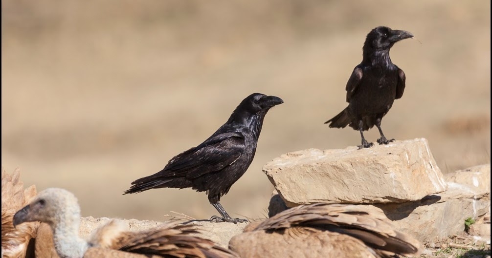 corvus corax pareja
