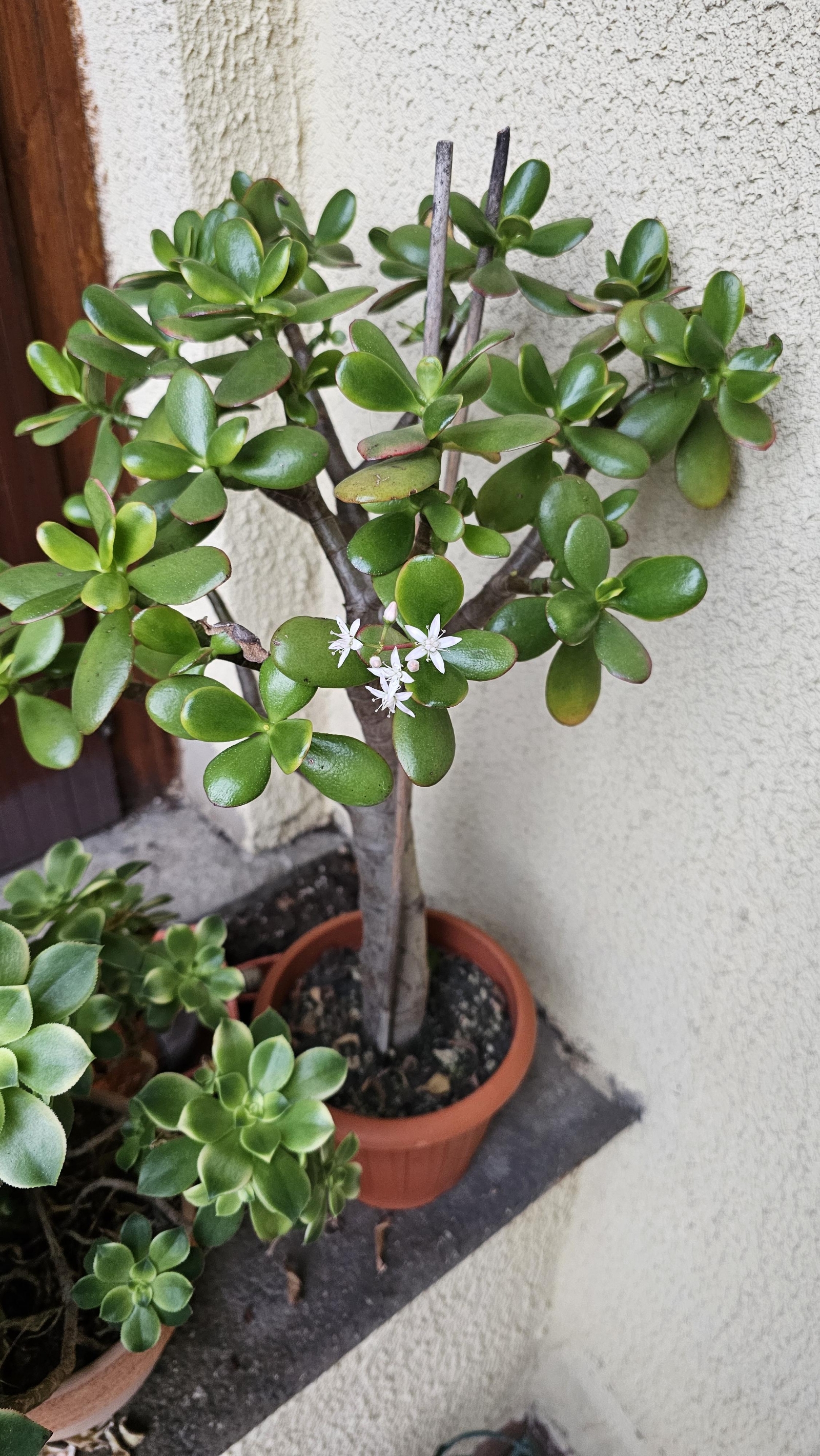 jade-plant-in-bloom-its-the-first-time-that-one-of-my-v0-039eyy6yunnc1