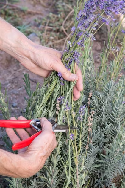 Lavanda 2