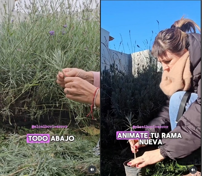Lavanda 4