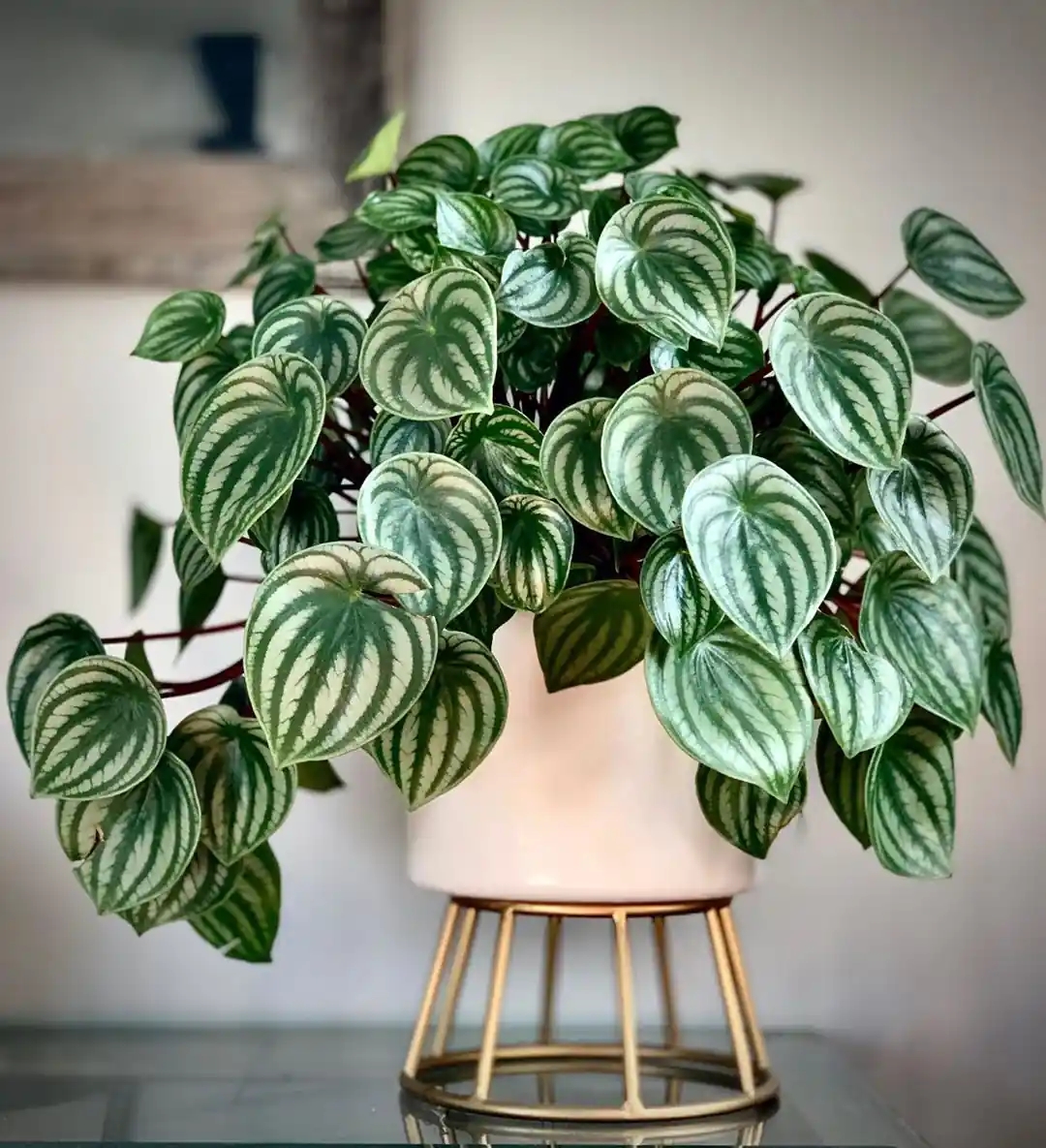 peperomia-pinterest