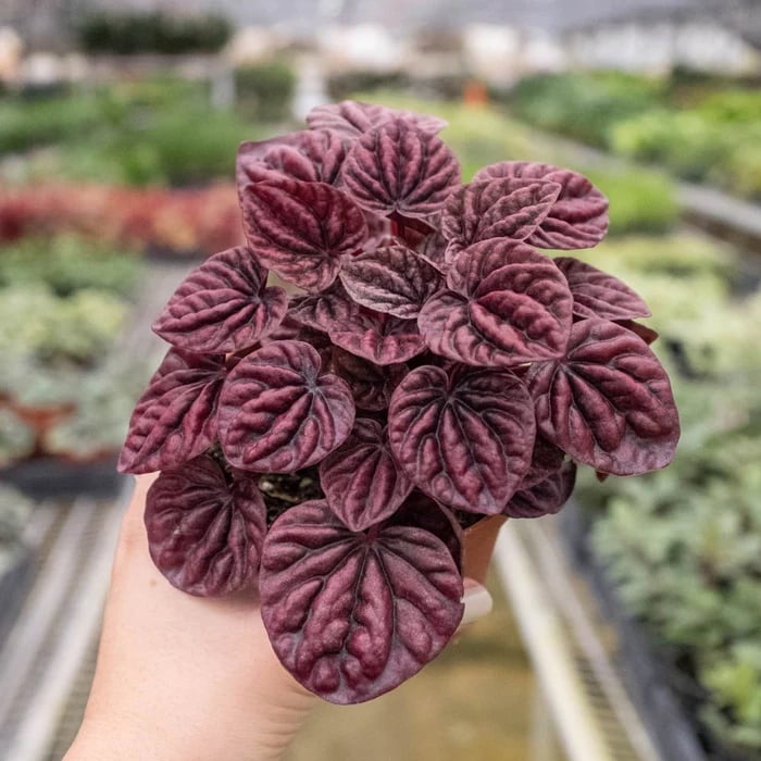 4_PEPEROMIA_RIPPLE.RED_4_700x700