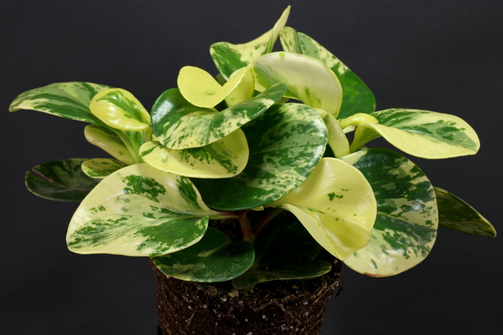 Peperomia-obtusifolia-Variegata
