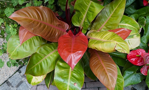 Philodendron-Prince-of-Orange
