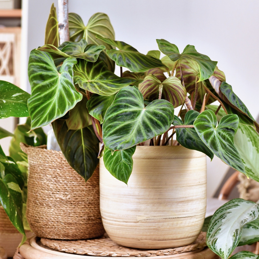 philodendron-verrucosum_ec914445_230627104548_900x900