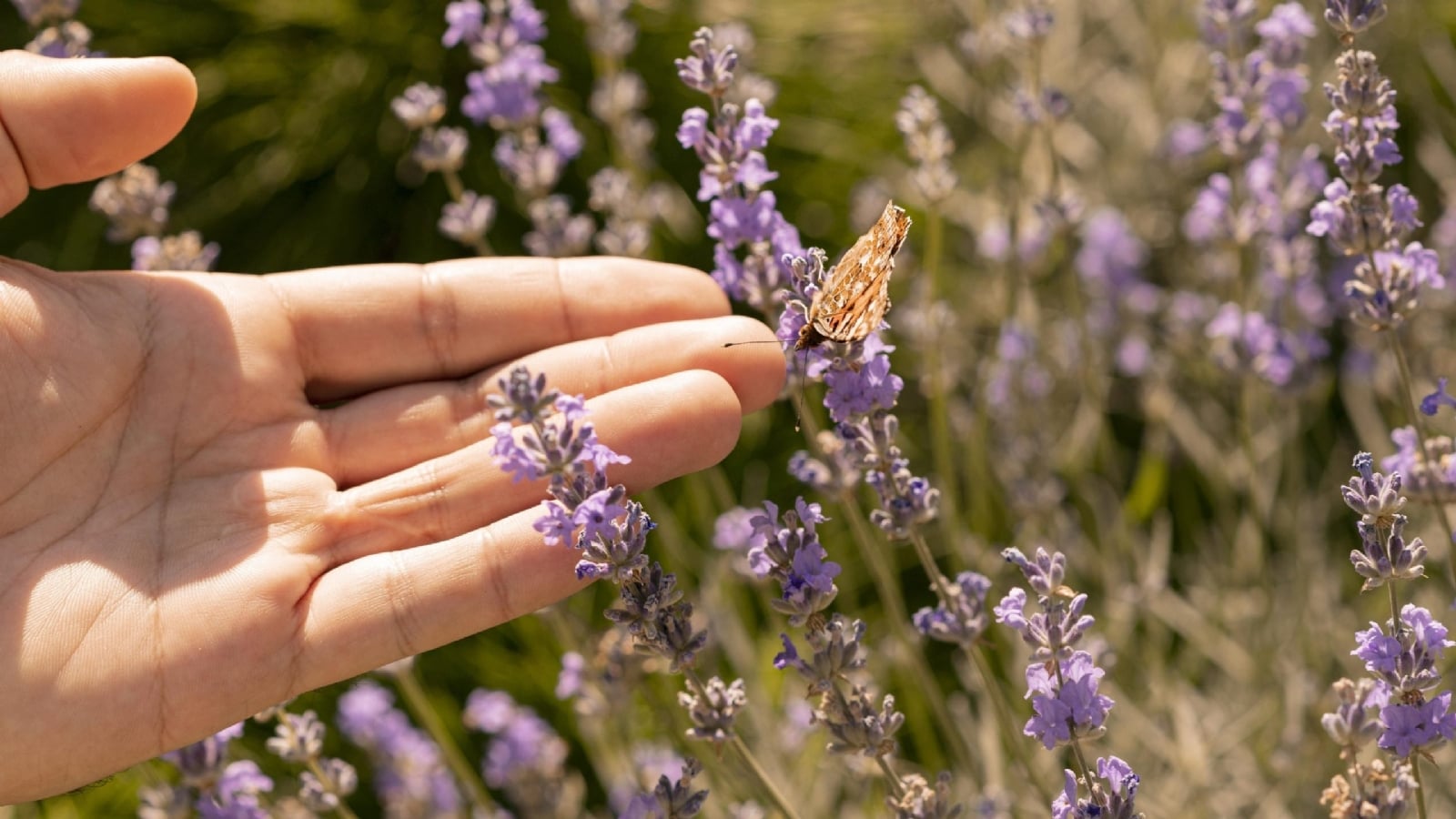 Lavanda 1