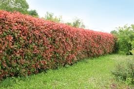 Plantass