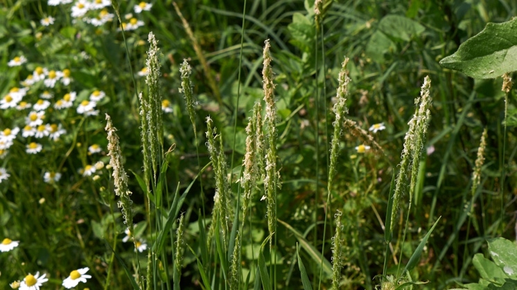 plantas1 fuente Iberdrola