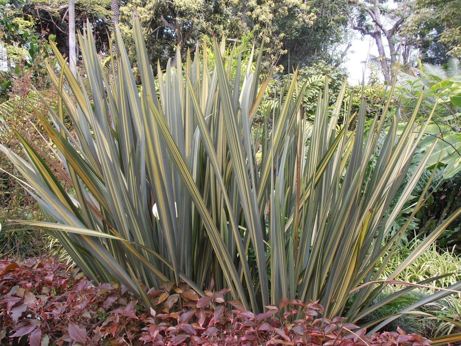 plantas
