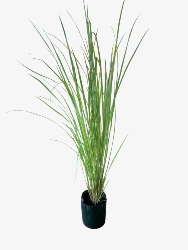 Planta 1
