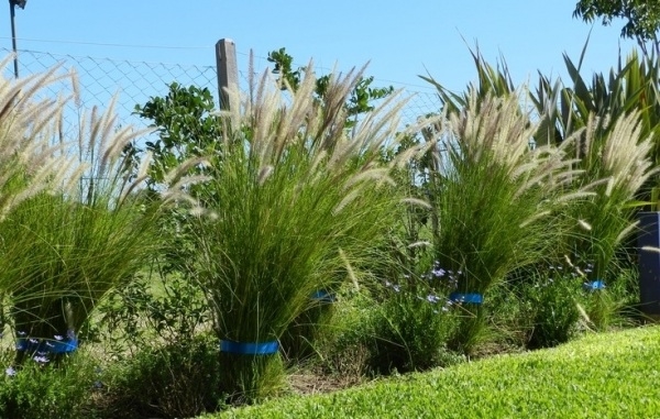 Planta 2