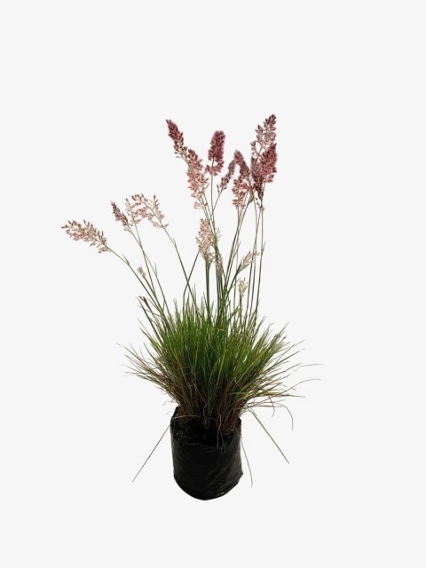 Planta 3