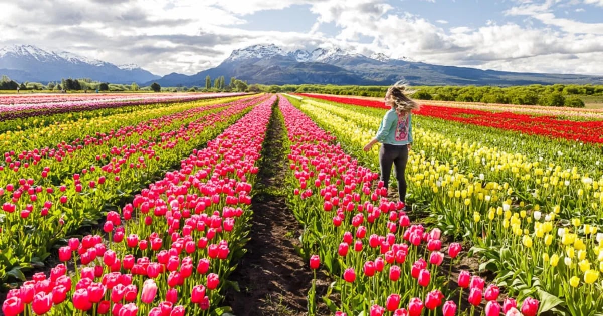 tulipanes-trev