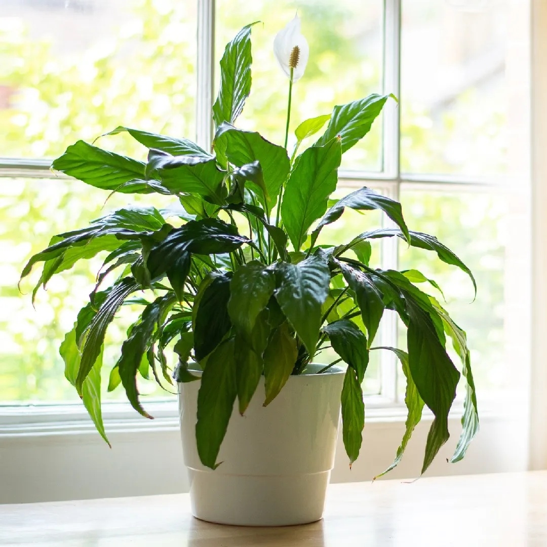 Planta 3